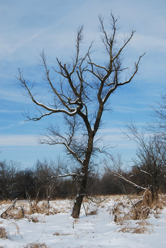 Winter at Waterfall Glen Forest Preserve 137