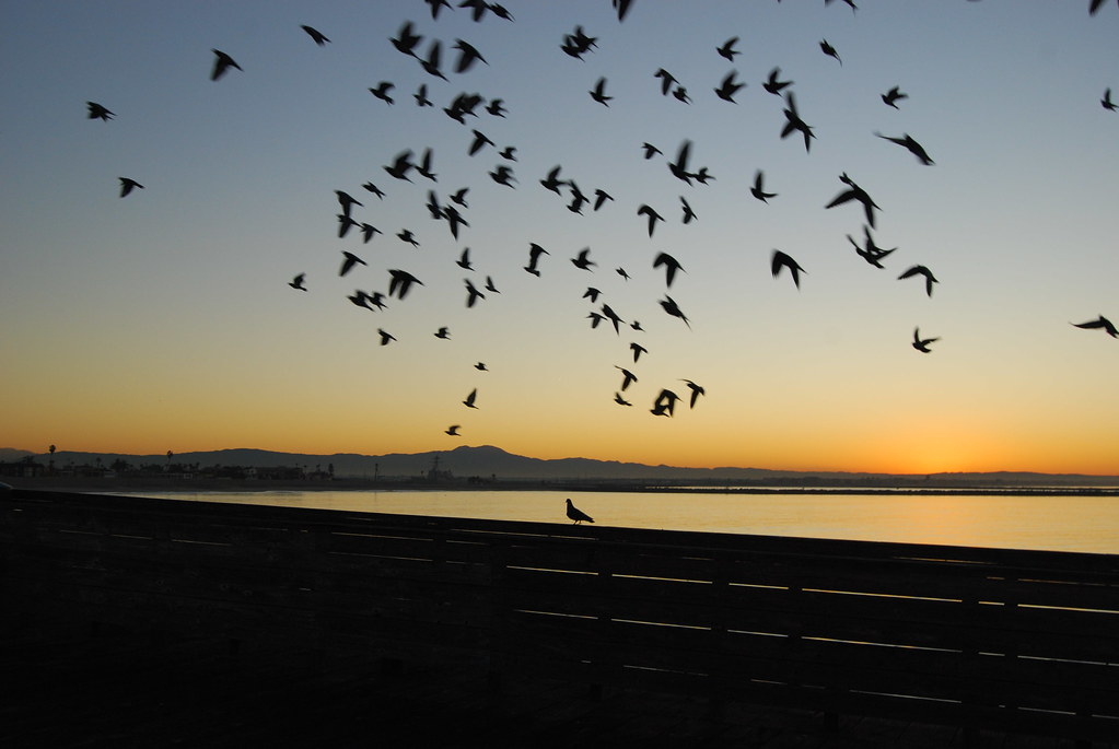 Seal Beach Sunrise 087