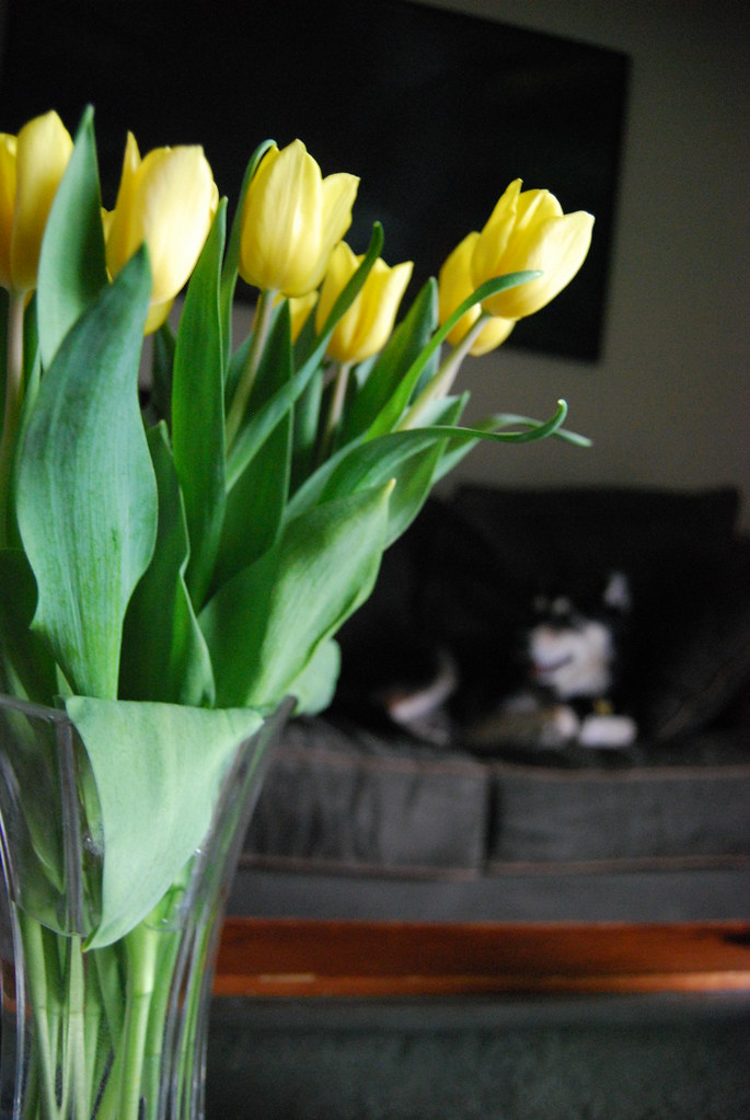 Dog Looks at Tulips 032