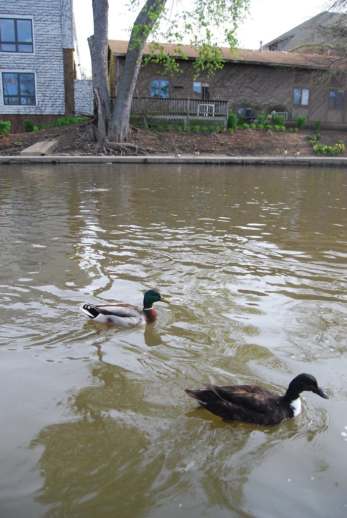 Naperville Riverwalk 017