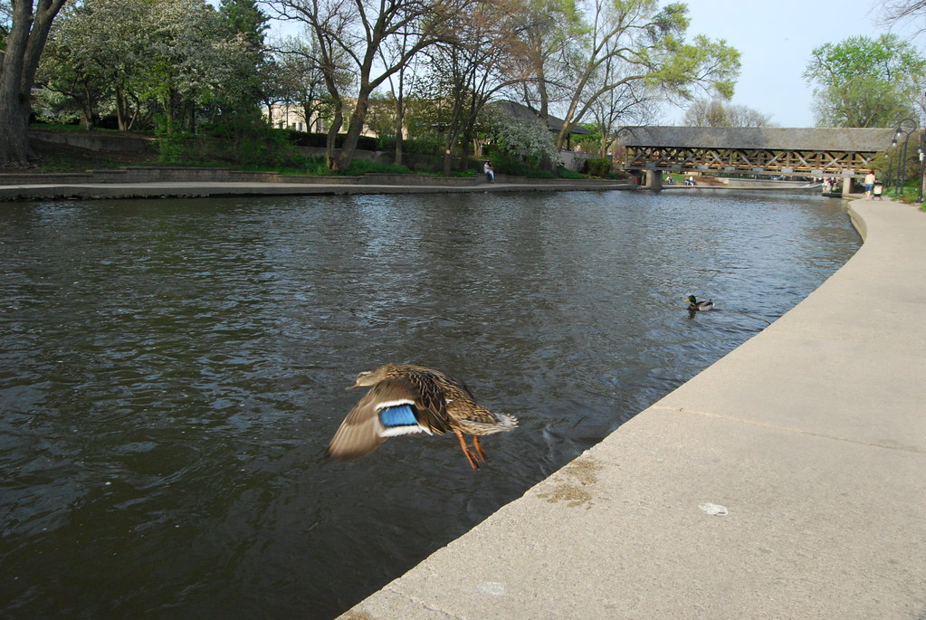 Naperville Riverwalk 082