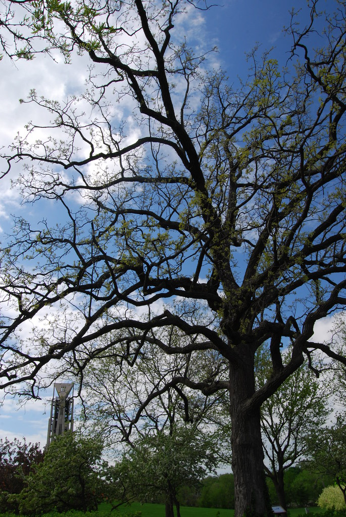 Naperville Moser Tower 012