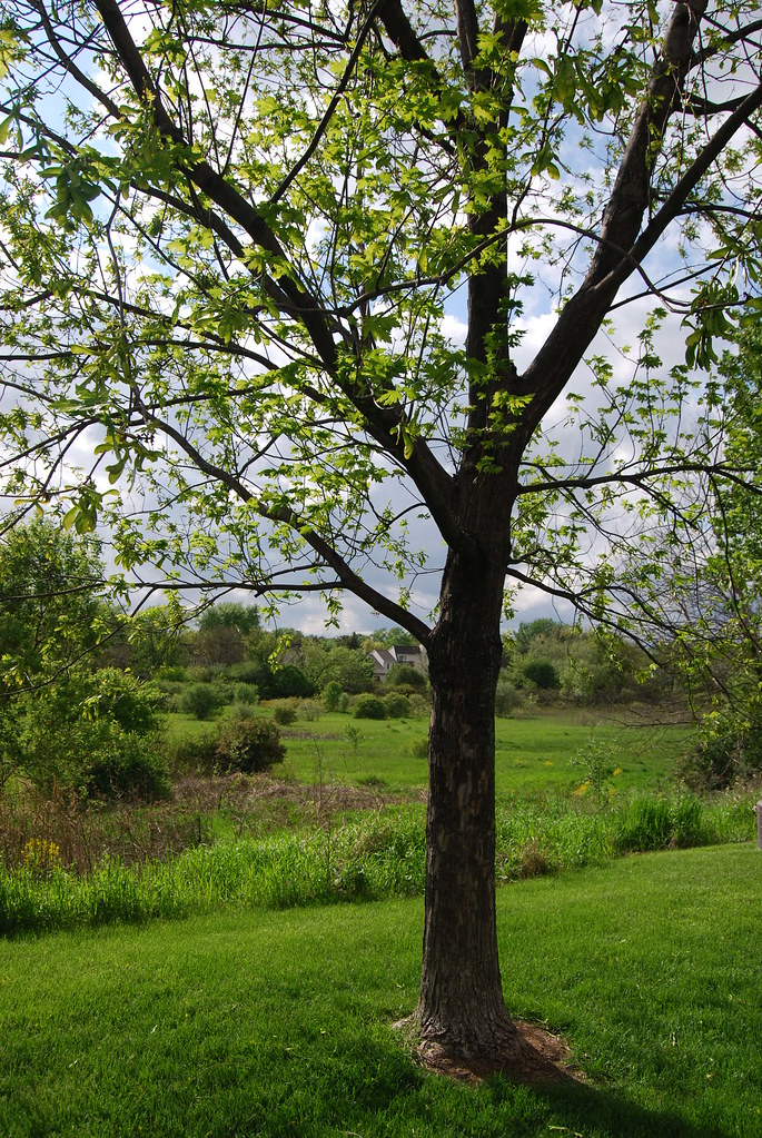 Olive Trees Condo Naperville 078