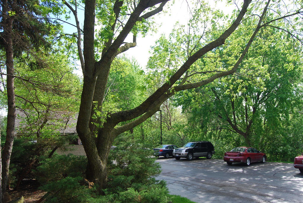 Olive Trees Condo Naperville 087