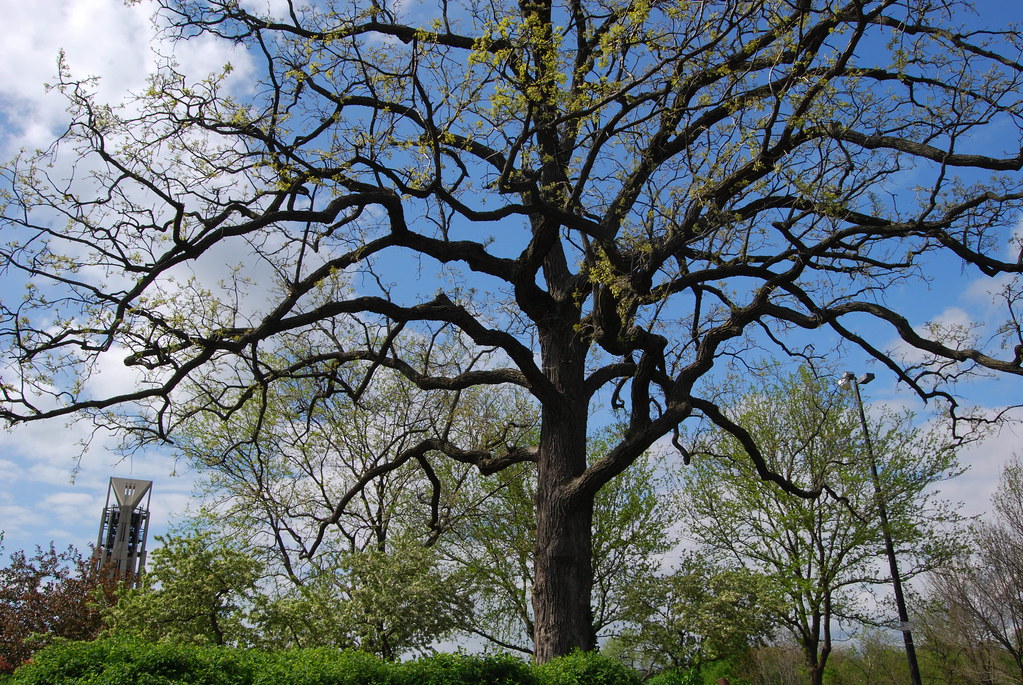 Naperville Moser Tower 018