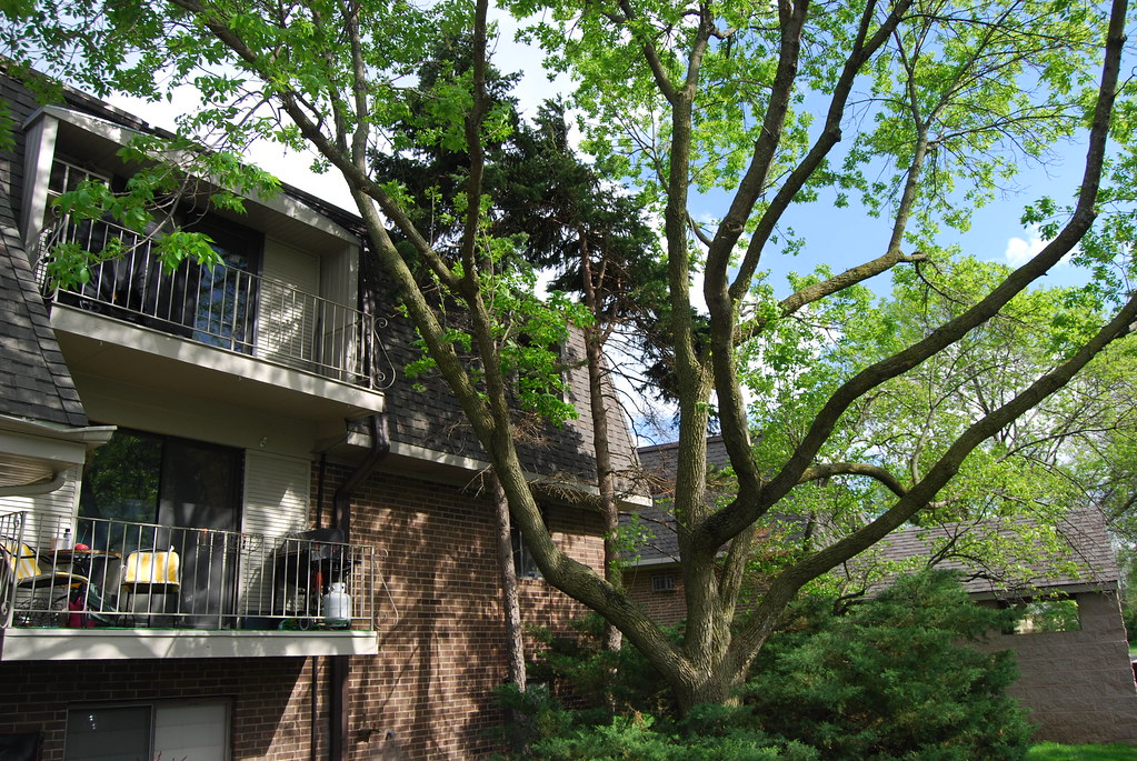 Olive Trees Condo Naperville 086