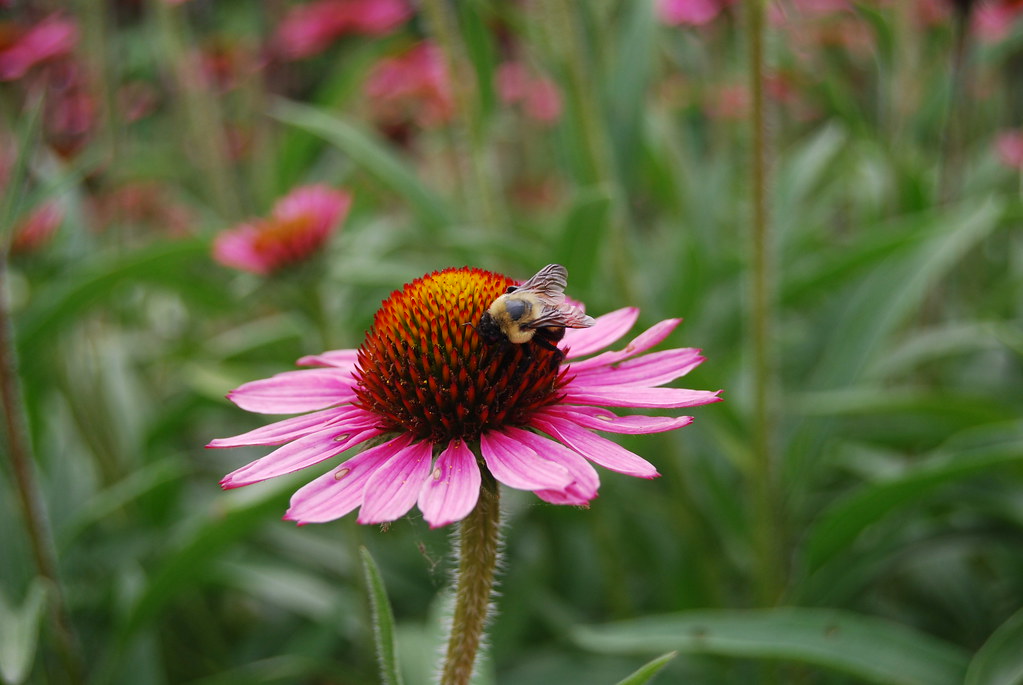 The Morton Arboretum 175
