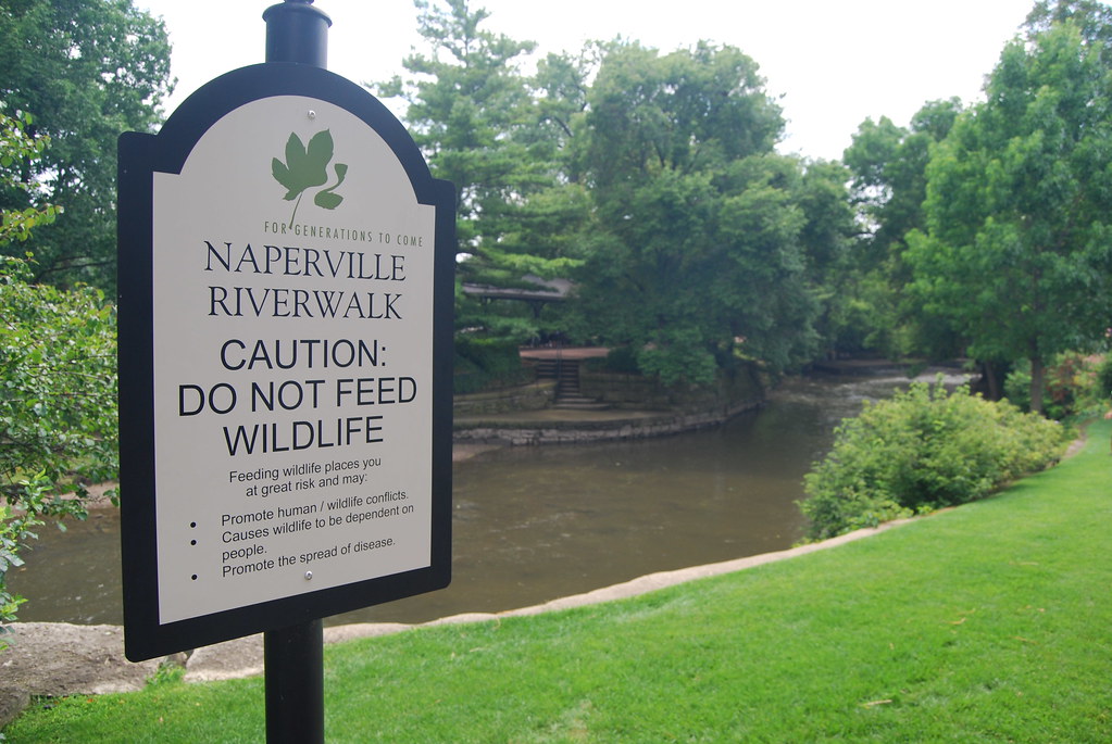 Naperville August 2009 121