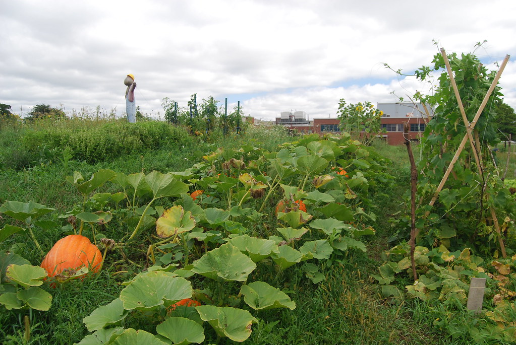 Argonne National Laboratory Pumpkin Patch