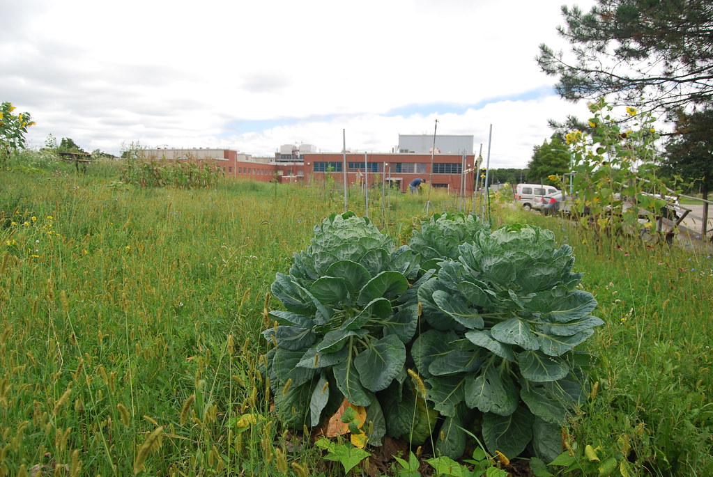 Argonne National Laboratory Cabbage Patch