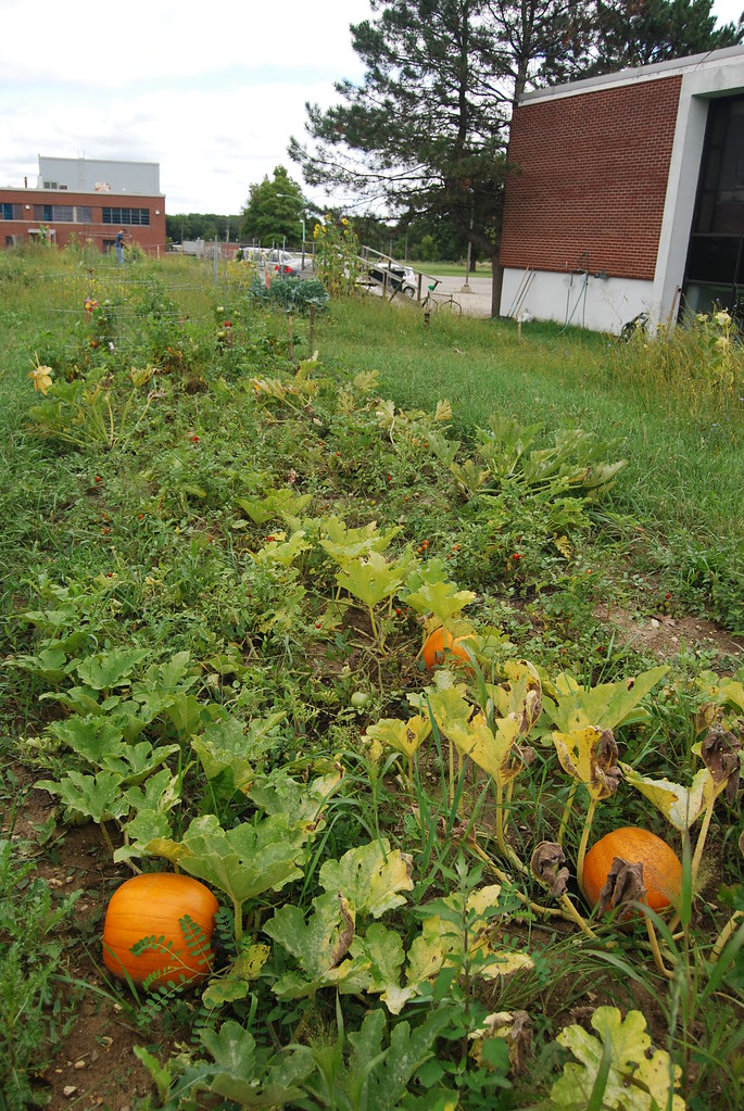 Pumpkin Patch at Argonne National Laboratory
