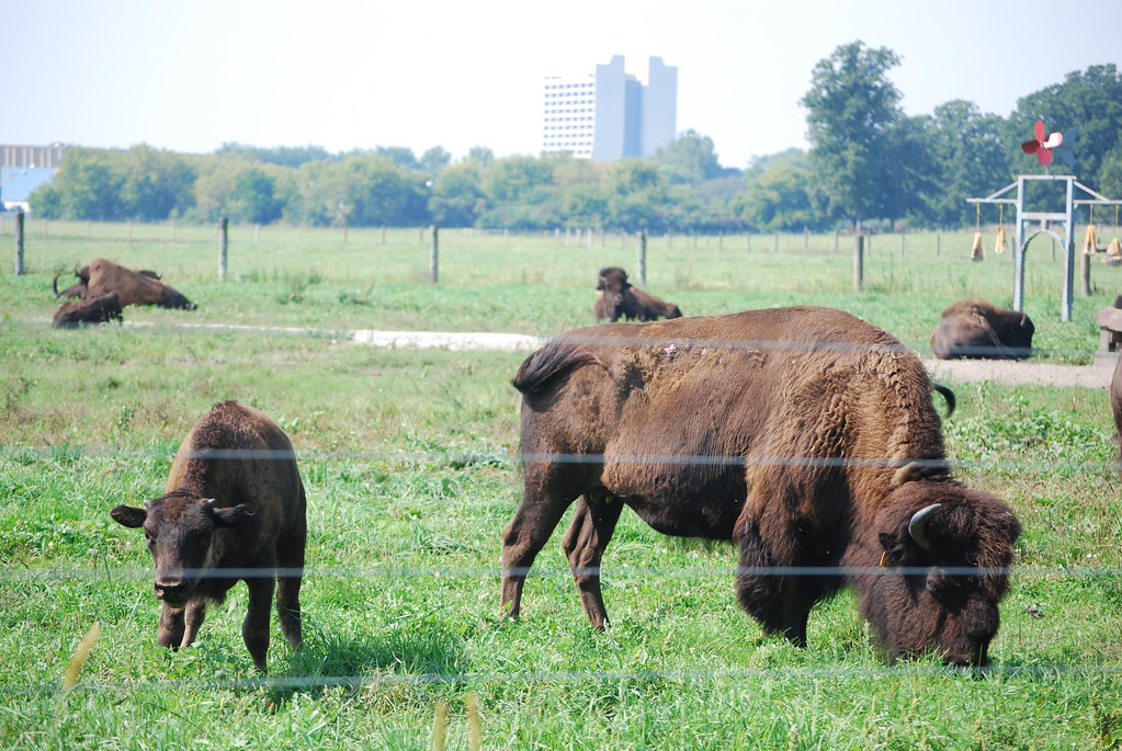 Fermilab Buffalo 062