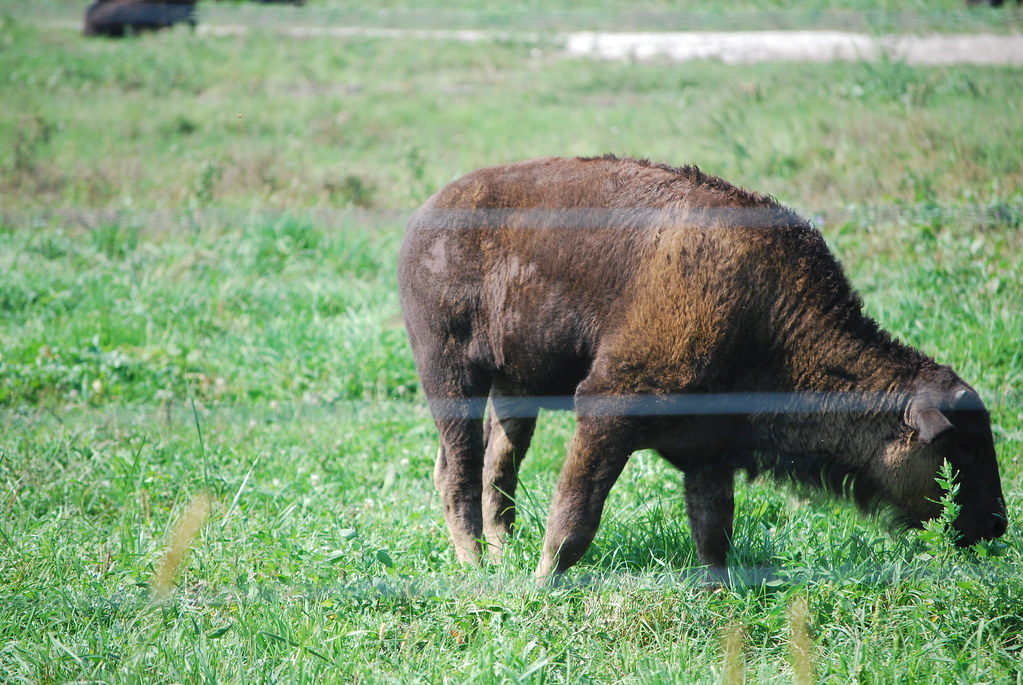 Fermilab Buffalo 063