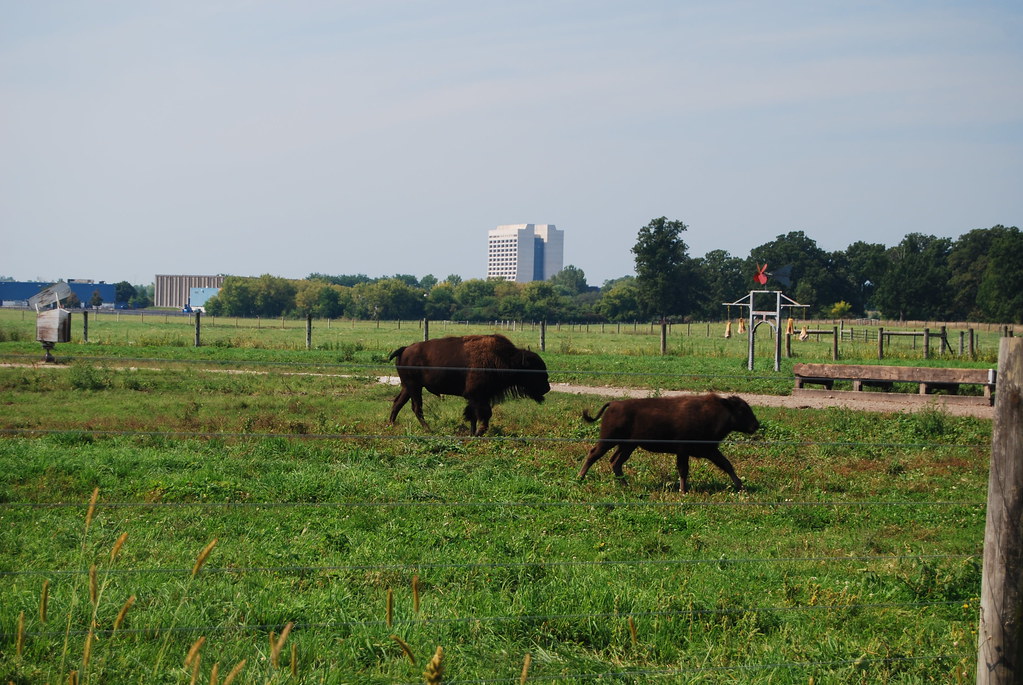 Fermilab Buffalo 098