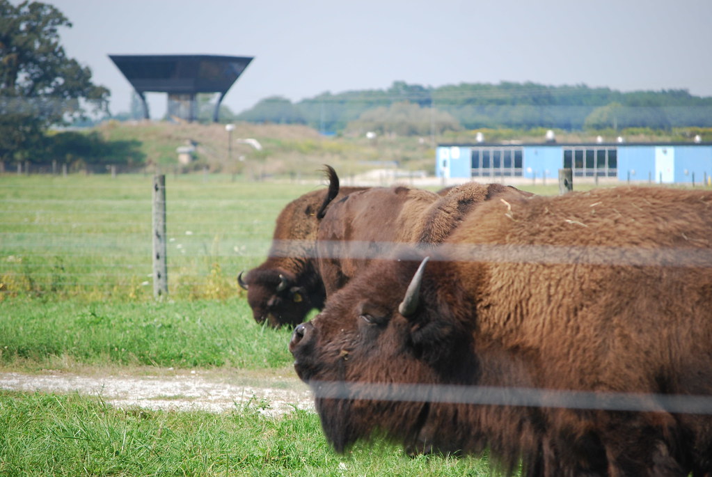 Fermilab Buffalo 119