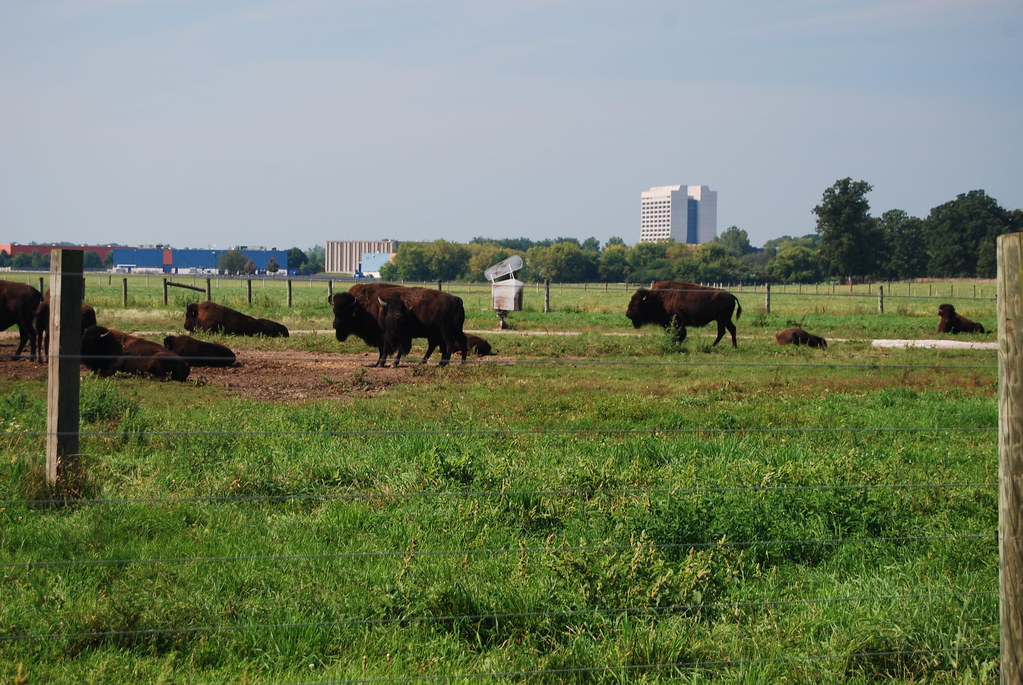 Fermilab Buffalo 025