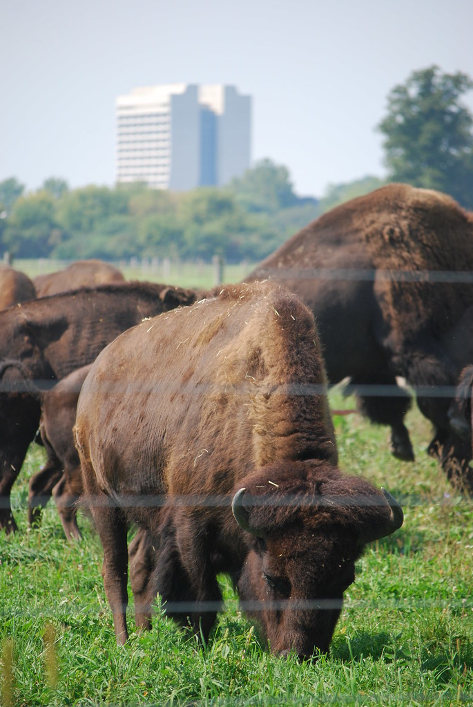 Fermilab Buffalo 050
