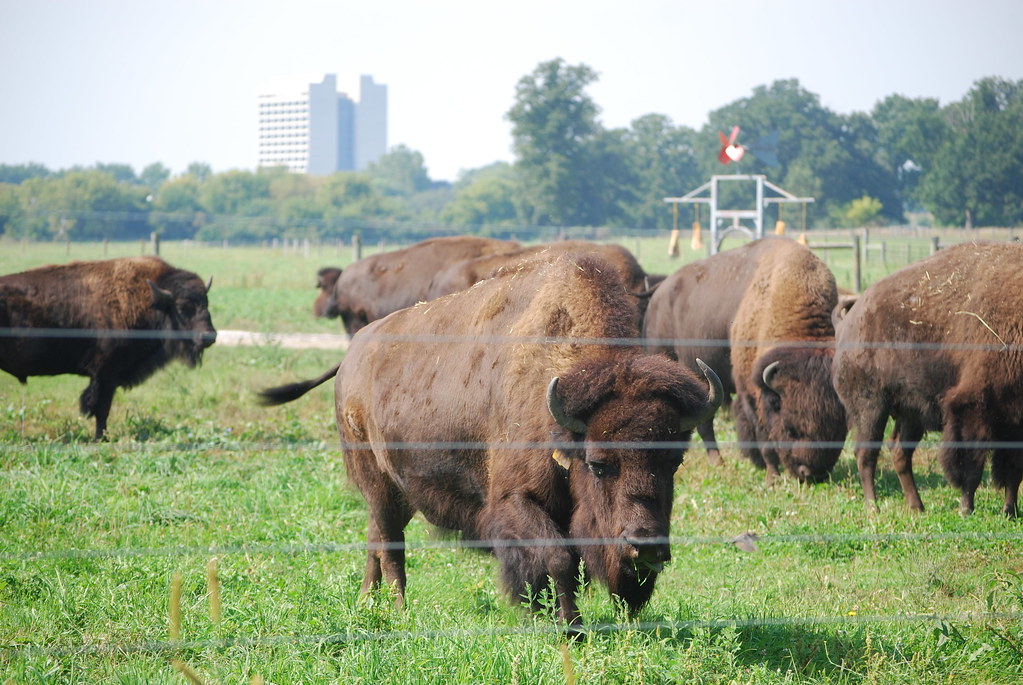 Fermilab Buffalo 052