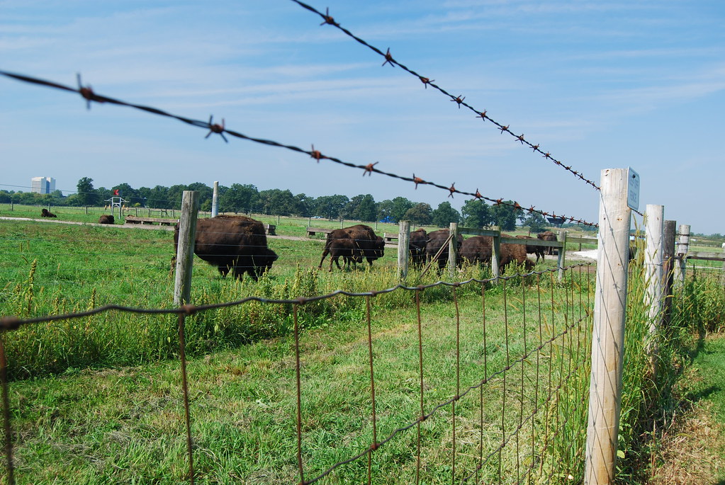 Fermilab Buffalo 068