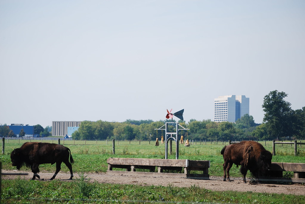 Fermilab Buffalo 083