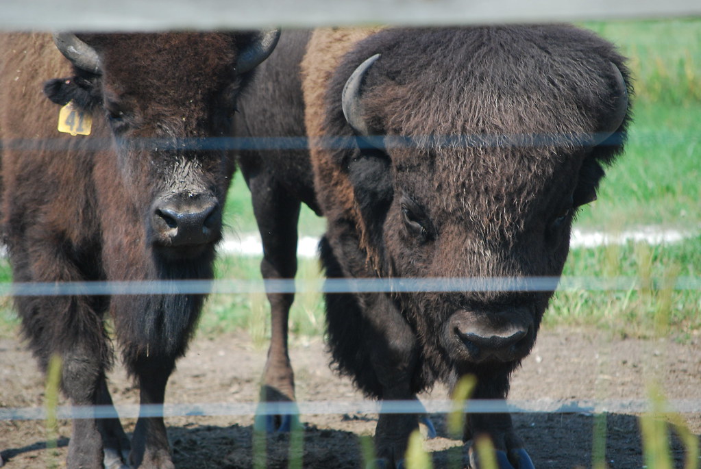 Fermilab Buffalo 085