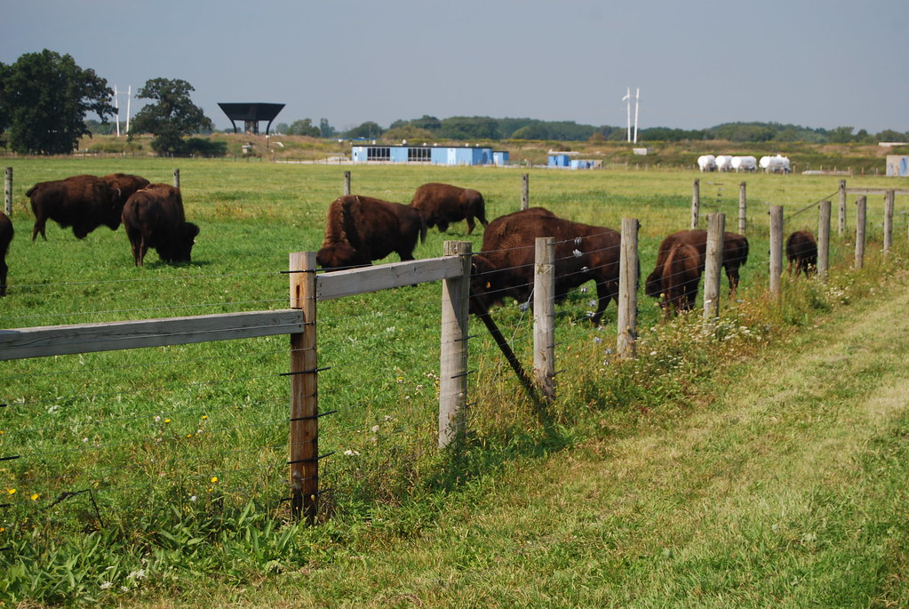 Fermilab Buffalo 106