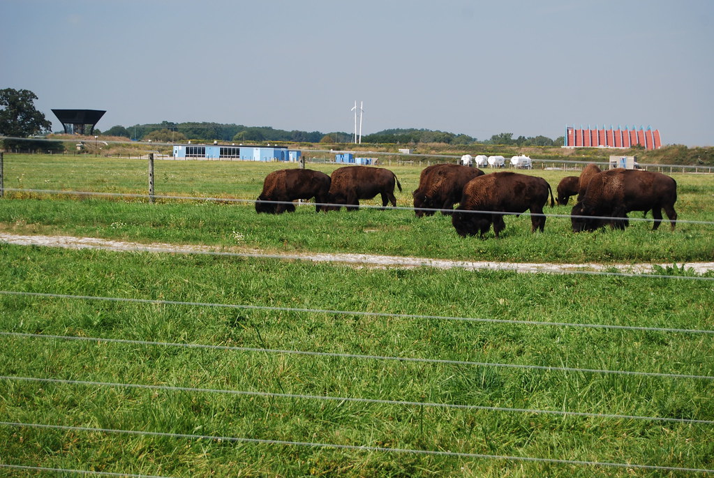 Fermilab Buffalo 113