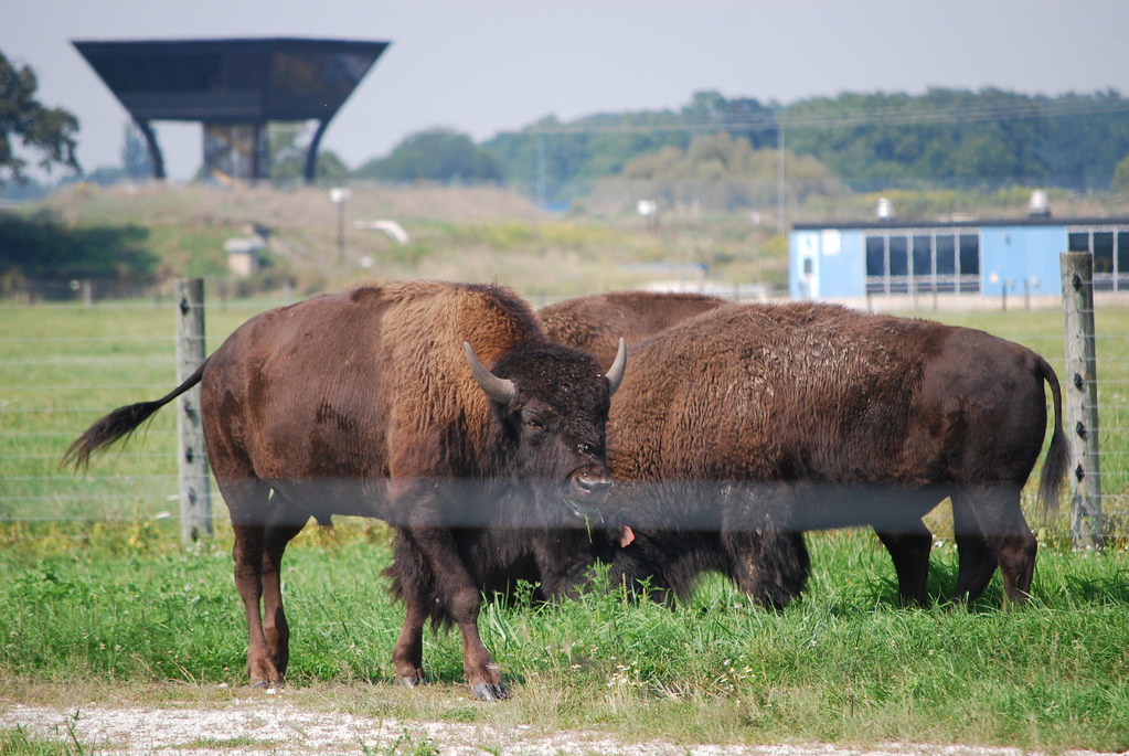 Fermilab Buffalo 116
