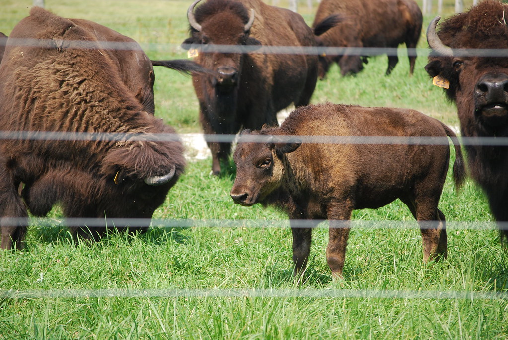 Fermilab Baby Buffalo
