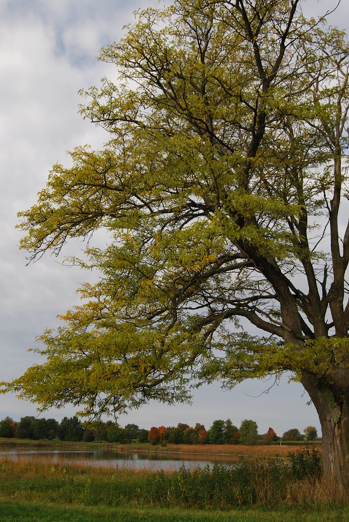 Fermilab Campus in Fall 044