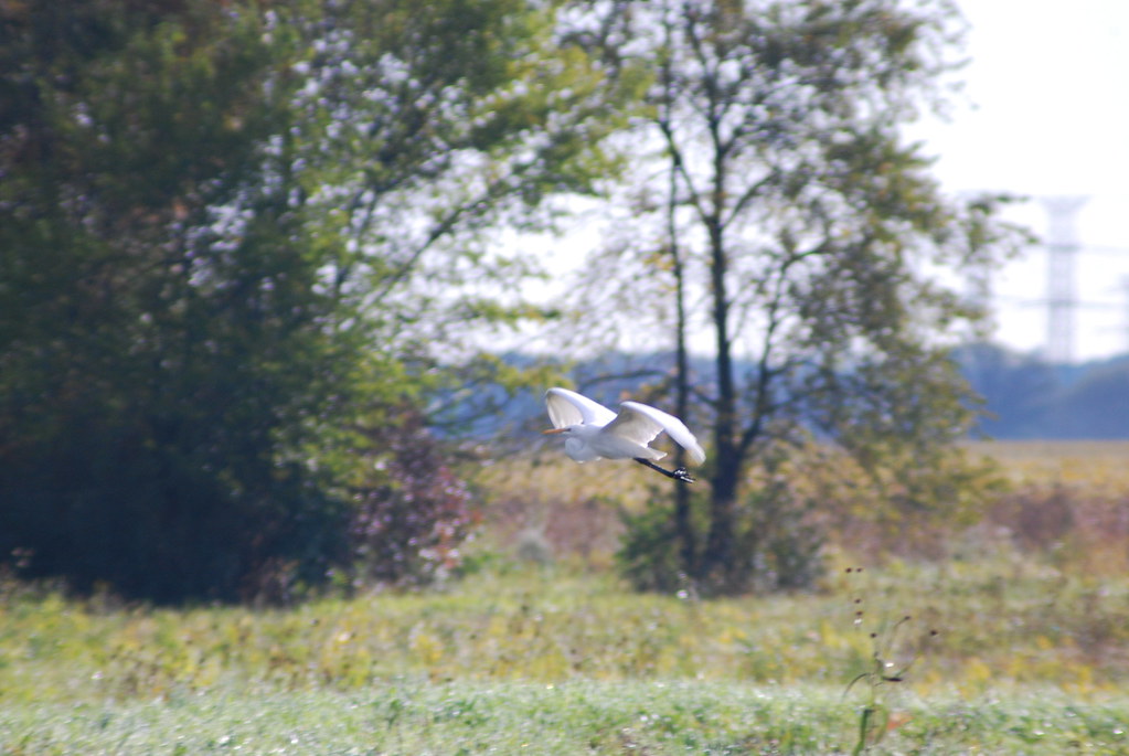 Fermilab Campus in Fall 033