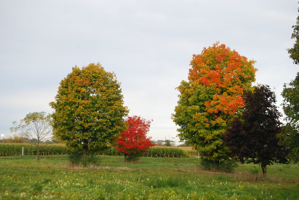 Fermilab Campus in Fall 050