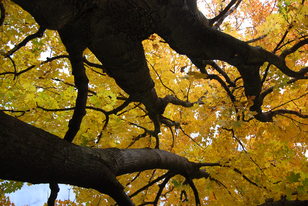 Morton Arboretum 312