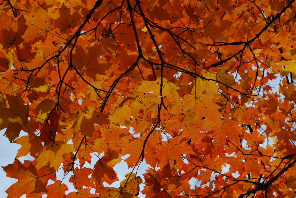 Morton Arboretum 327