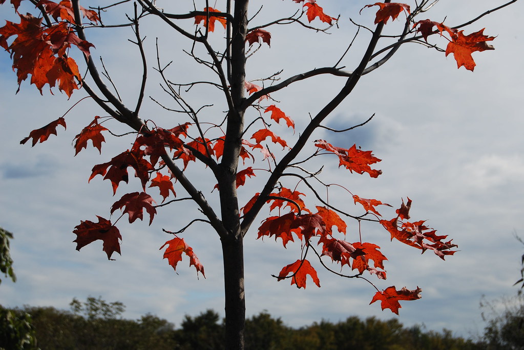 Autumn 005