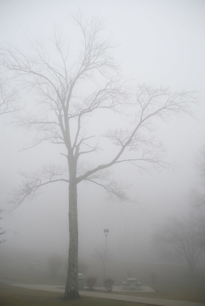 Fog 039