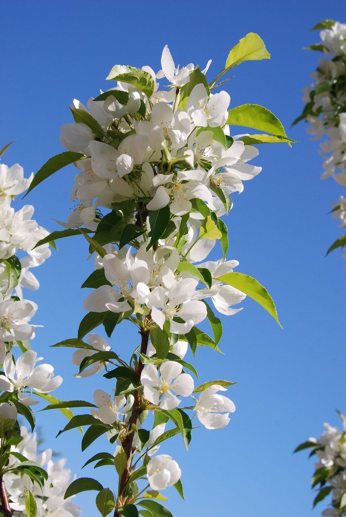 Naperville Tree with White Flowers