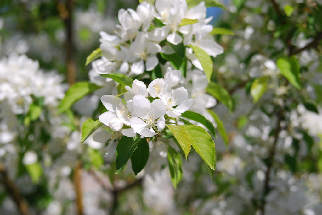 Naperville White Flowers on Tree