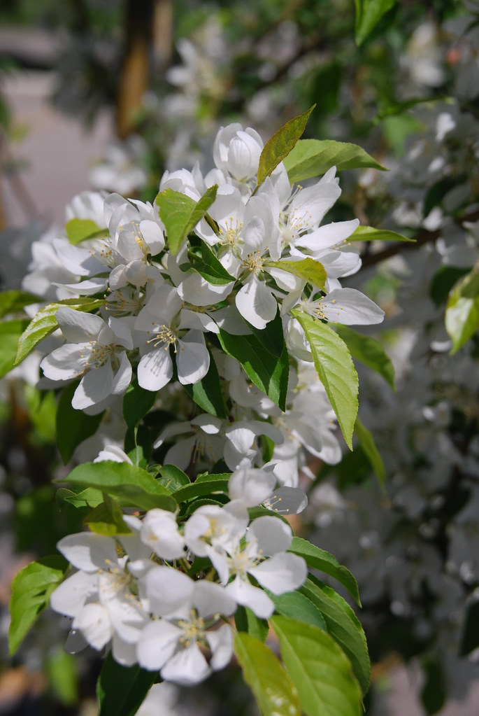 White Flowers on Tree