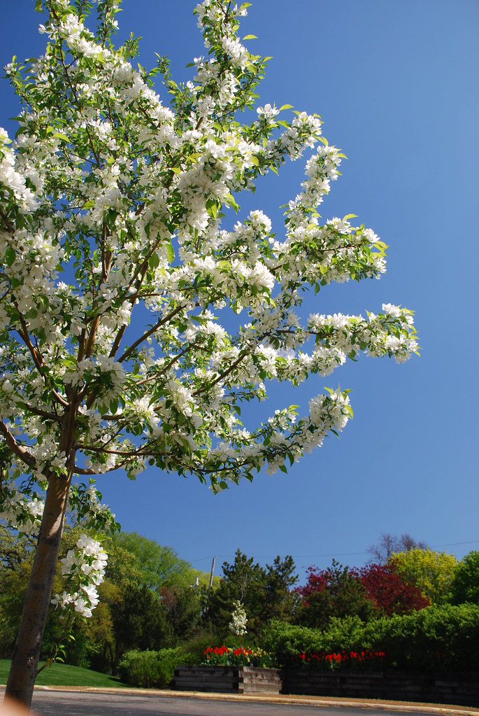 White Flowering Tree in Spring