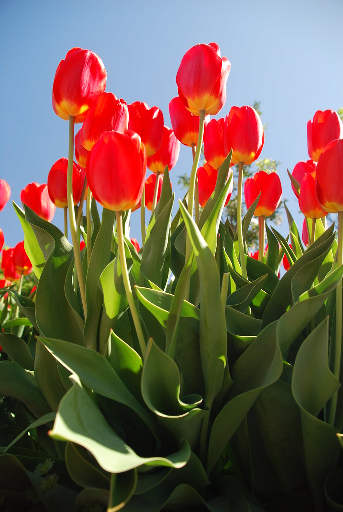 Tulips