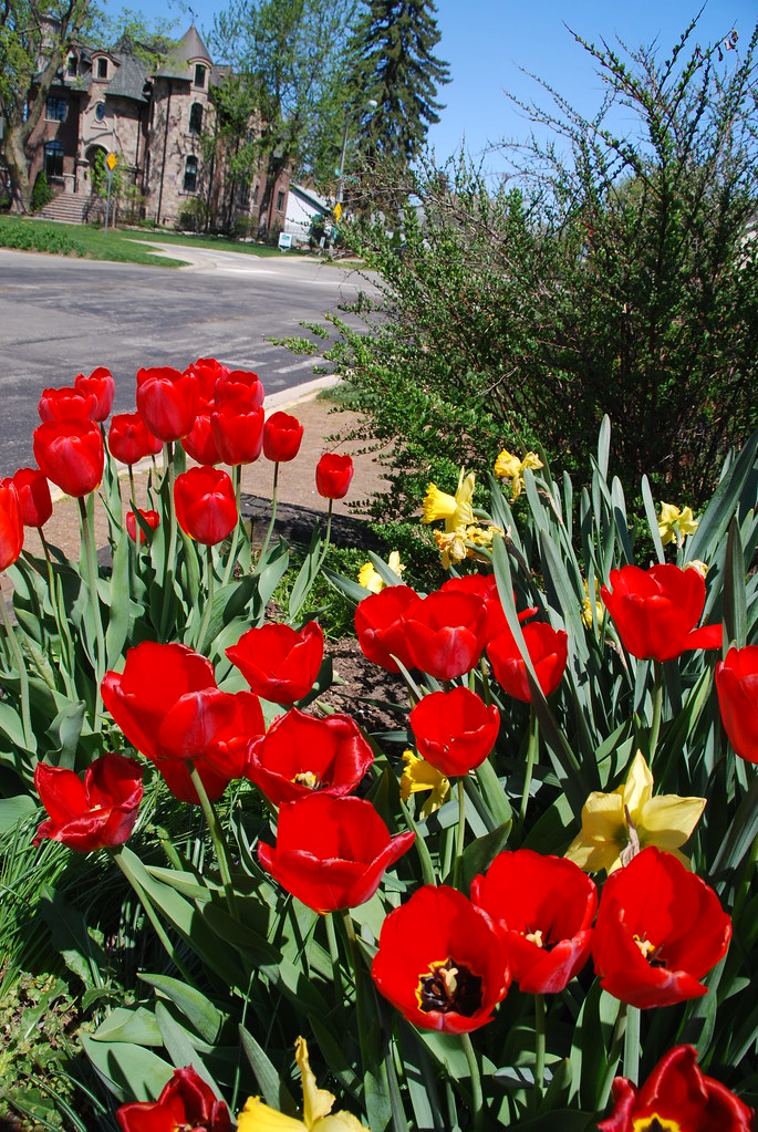 Tulips