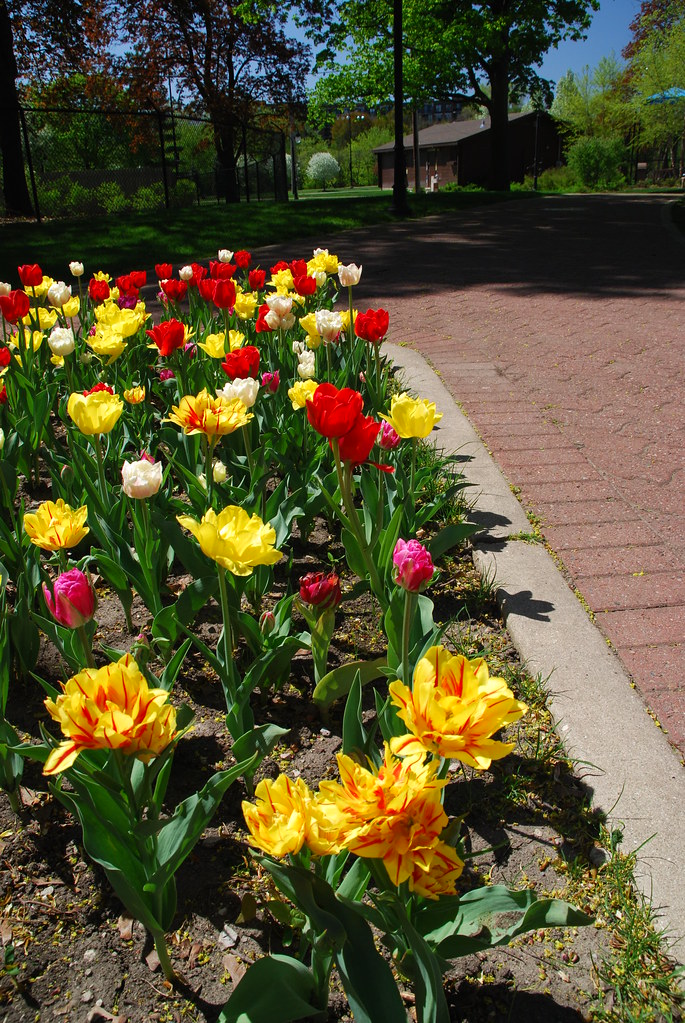 Naperville Flowers