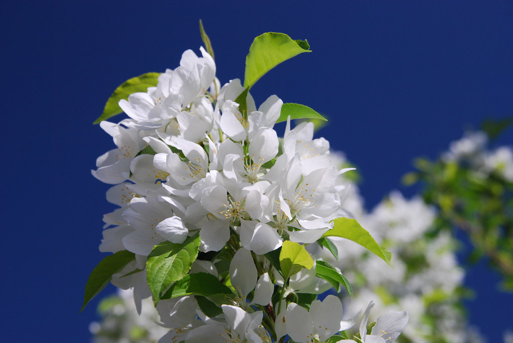 Naperville White Flowering Tree