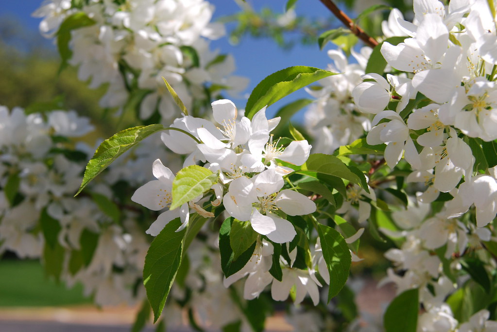 White Flowering Tree in Naperville