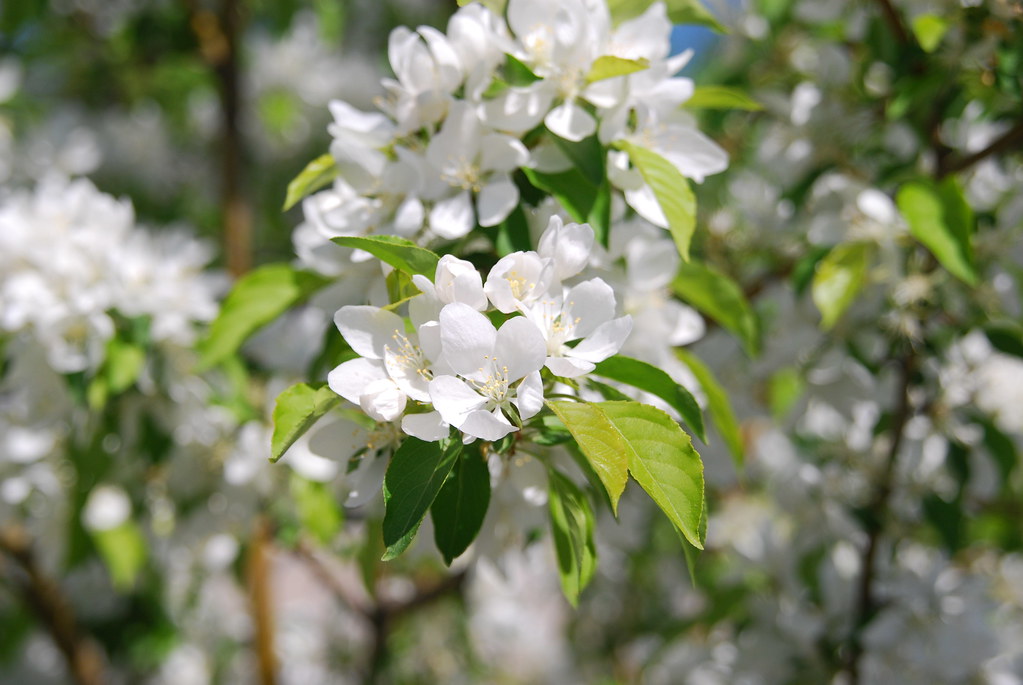 Naperville White Flowering Tree