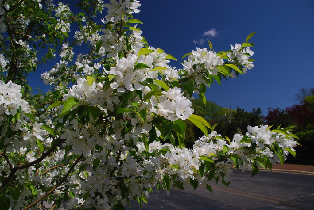 Tree with White Flowers
