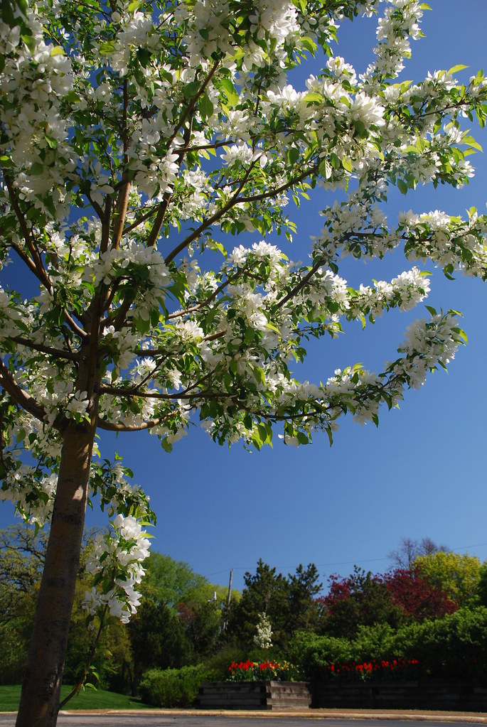 White Flowering Tree