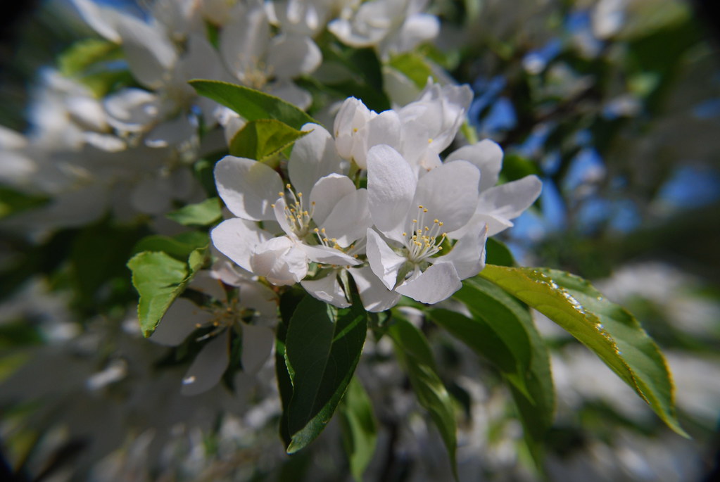 White Flowering Tree