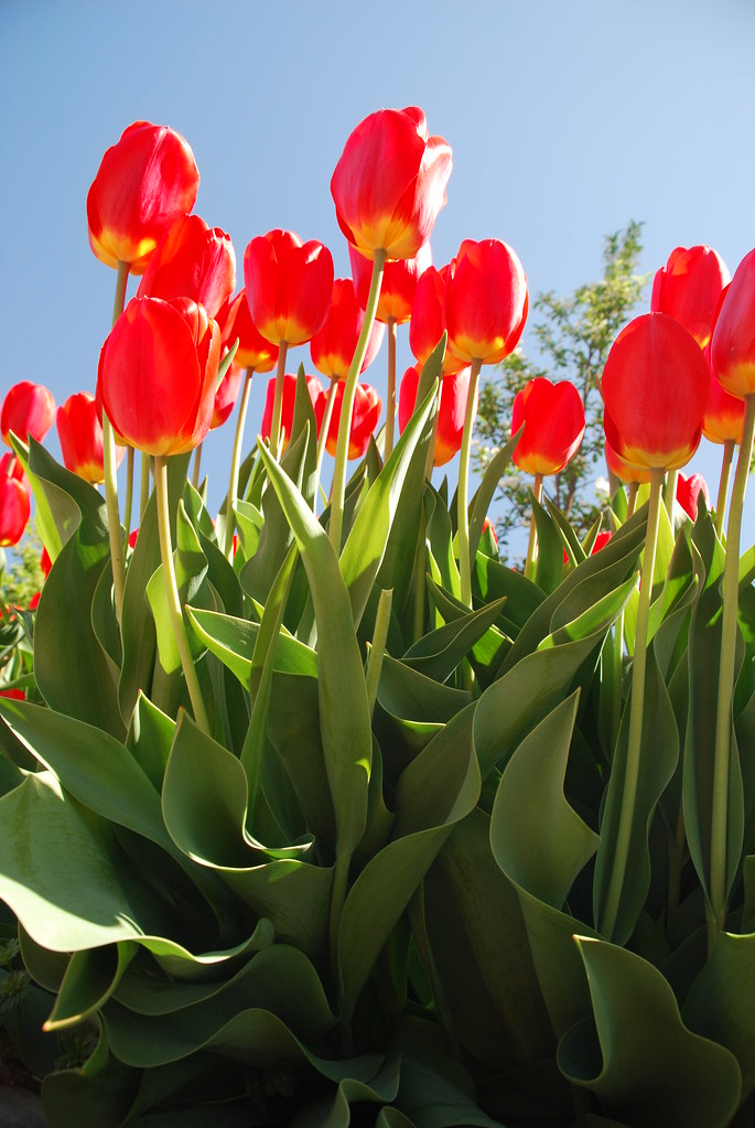 Red Tulips